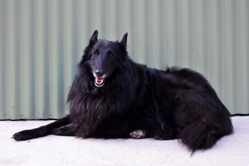 Groenendael Belgian Shepherd dog sitting on the ground against metal background looking at camera.