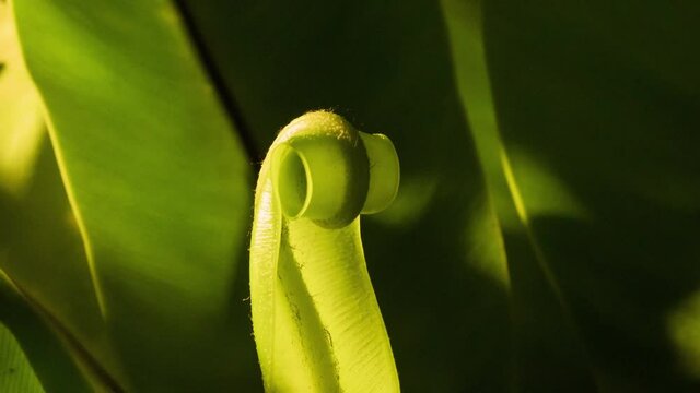 Soft light on bird's nest fern slowly unfurling new growth, with dynamic camera rotation and follow, time lapse.