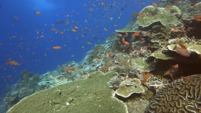 Komodo dive site with a healthy coral reef system and abundance of marine life