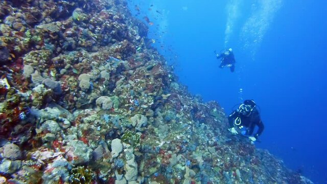 Scuba divers swimming along a healthy sloping reef in crystal clear water