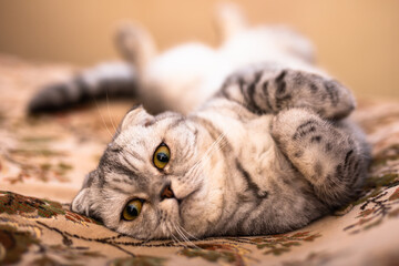 gray fold Scottish cat lying on sofa
