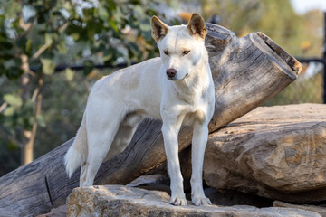 Captive Alpine Dingo in Australian Zoo