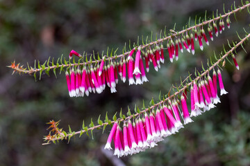Fuchsia Heath plant in flower