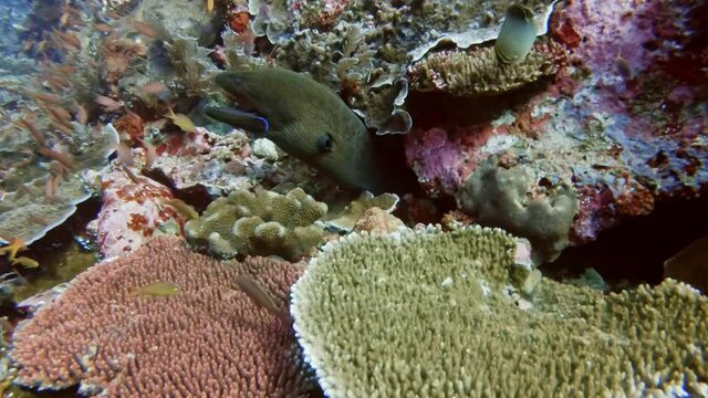 Scuba diver filming a moray eel in a healthy reef system