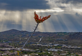 Blloming Cactus Plant In The Arizona Desert With Moody Sky