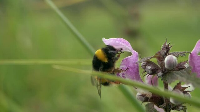 Close-up of a Bumble bee feeding and dislodging pollen form a violet flower in slow motion