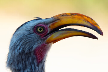 Southern Yellow-billed Hornbill in South Africa