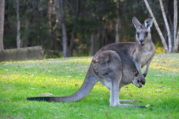 Naklejka na ściany i meble Mother kangaroo with baby Joey