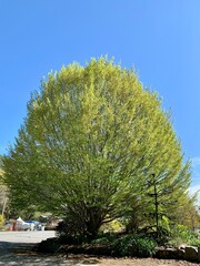 Big tree, full of leaves, on a roadside