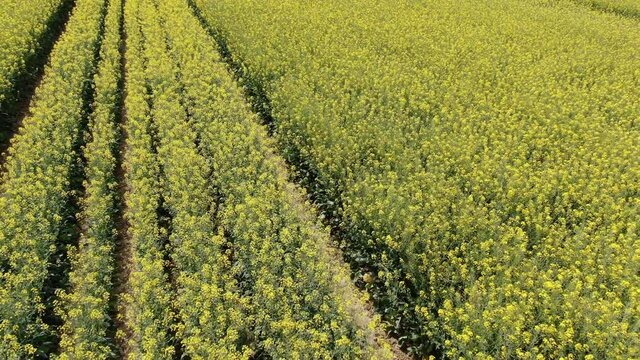 Colza field, Lot-et-Garonne, France, Europe