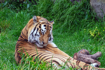 Amur Siberian Tiger