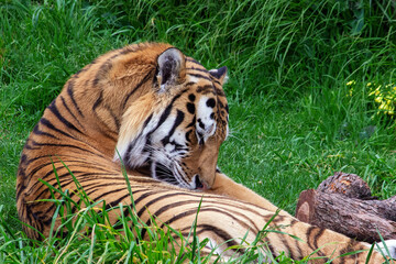 Amur Siberian Tiger