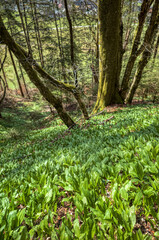 Fototapeta premium Bärlauch im Wald