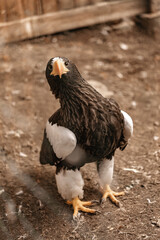 Steller's sea eagle chick in the aviary. The program for the conservation and restoration of birds of prey in nature. Center for preliminary rehabilitation of birds. Vertical shot