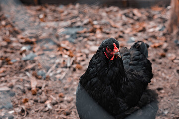 Naturally fed black chicken on the farm. Farmstead. Organic food