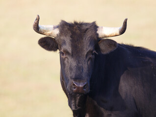 Bull Looking at the Camera Close-up