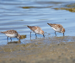 Western Sandpipers Foraging at a Shoreline