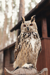 European eagle owl is sitting on a tree. Close-up. Vertical portrait of a nocturnal predator bird. Orange eyes