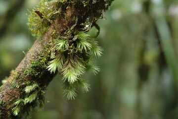 close up of pine cones