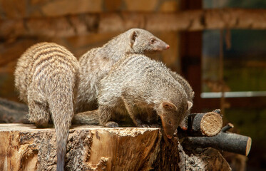 meerkat on the fence