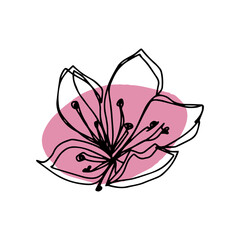 botanical floristic contour flower cherry sakura apple blossom open buds . Vector isolated minimalistic pink and black flower