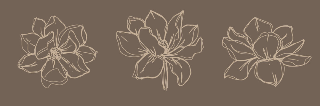 botanical floristic set contour flowers peonies open buds . Vector isolated minimalistic  flowers