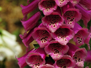 closeup of digitalis purpura or Lady's glove, the foxglove or common foxglove.                                