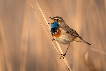 Bluethroat bird close up ( Luscinia svecica )