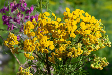 Yellow flowers of the medicinal plant tansy vulgare (Latin: Tanacetum vulgare)