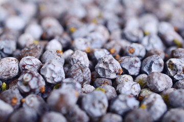 Juniper Berry Cone Background (Juniperus Communis). Dried Herb and Medicinal Raw Material.