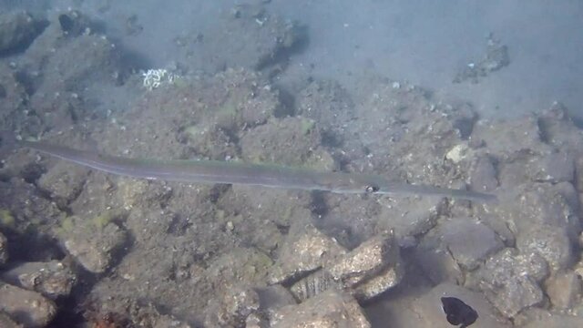 Cornetfish (Fistularia commrsonii), belongs to the family Fistularidae, it   inhabits waters of the Red Sea, Middle East
