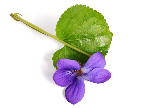 Viola Odorata Flower and Leaf. Also known as Wood, Sweet, English or Common Violet, Florist's or Garden violet. Medicinal Raw Material. Isolated on White.