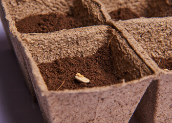 peat pot with planted seeds in the ground