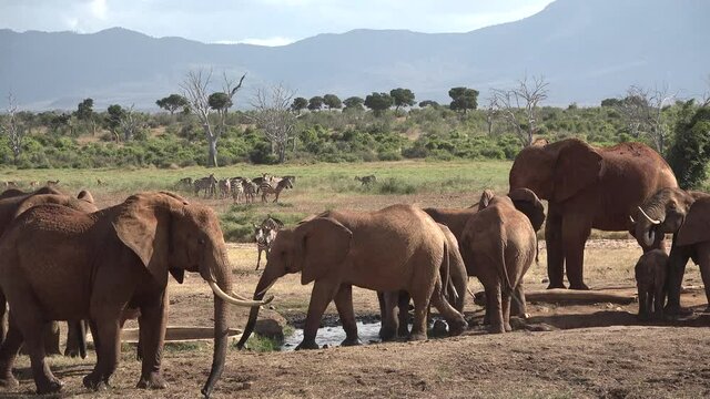 Elephants in Tanzania. Jeep safari in the African National Park.