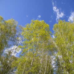 Fototapeta premium Spring forest on blue sky background, view up