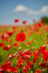 beautiful poppy flower field on a sunny summer day