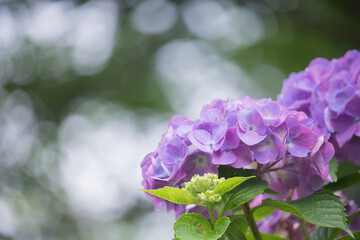 Obraz premium あじさいの花と玉ボケのある背景