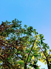 leaves against blue sky