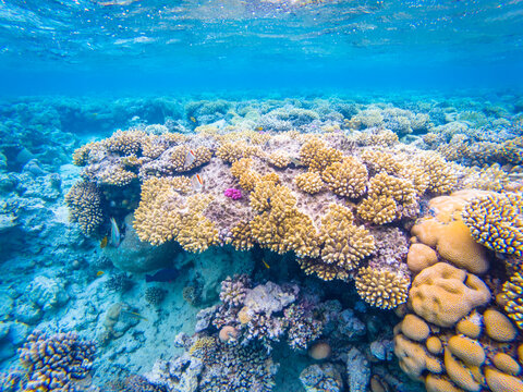 An underwater image of colorful corals in Red Sea in Egypt near Safaga town