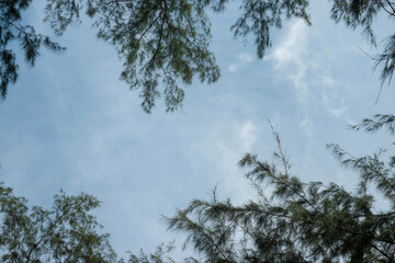 View from the bottom of the pine top