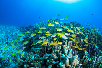 Fototapeta na wymiar 石垣島　珊瑚　サンゴ