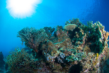 石垣島　珊瑚　海