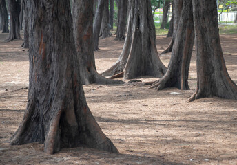 Pine trees on the ground