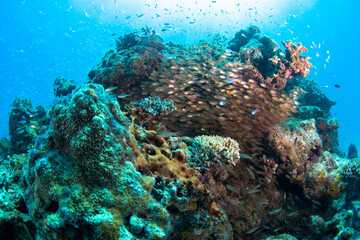 Naklejka na ściany i meble 石垣島　自然　海　珊瑚　サンゴ 