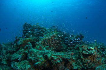 Fototapeta na wymiar 石垣島　自然　海　珊瑚