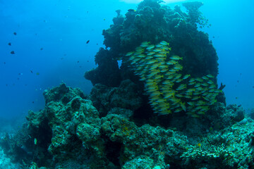 Naklejka na ściany i meble 石垣島　自然　海　サンゴ礁