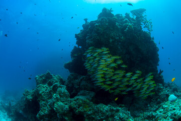 石垣島　自然　海　珊瑚　水中