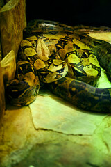 Python reticulatus - lattice python curled on a stone.