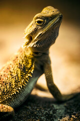 Pogona vitticeps - bearded agama in a terrarium.