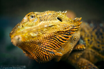 Pogona vitticeps - bearded agama in a terrarium.